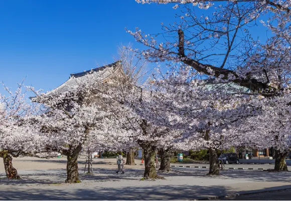 名古屋別院の桜並木